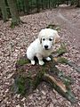 Bailey