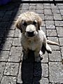Gimli