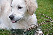 Oona und der Weihnachtsbaum