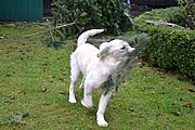 Oona und der Weihnachtsbaum