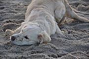 Oona's erster Ausflug an die Nordseeküste