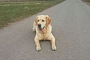Marley